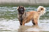 LEONBERG 592